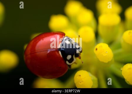 Red ladybug resting on tiny yellow flower buds Stock Photo