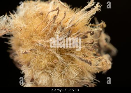 Intricate macro detail of a rose fuzzy plant seed Stock Photo