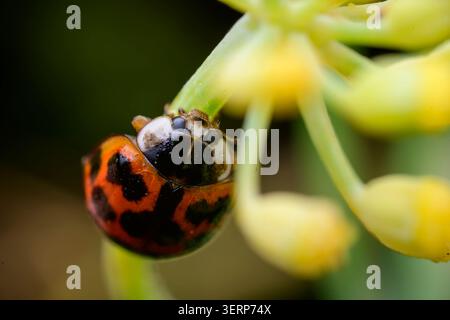 Macro view of an orange ladybug on a green plant stem Stock Photo