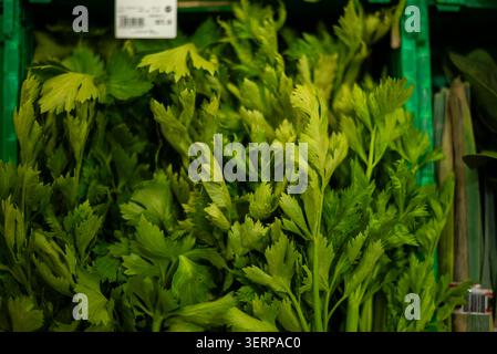 Fresh green organic celery stalks displaying healthy leaves Stock Photo