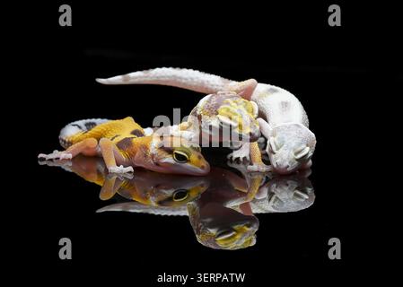 portrait of leopard geckos on a black background Stock Photo