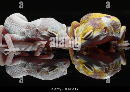 portrait of leopard geckos on a black background Stock Photo