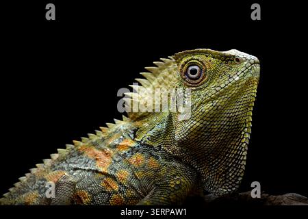 portrait of forest dragon lizard on a black background Stock Photo