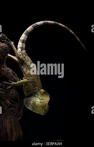 portrait of forest dragon lizard on a black background Stock Photo