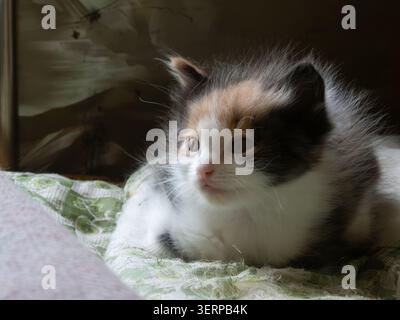 Fluffy calico kitten sitting on patterned blanket indoors close Stock Photo