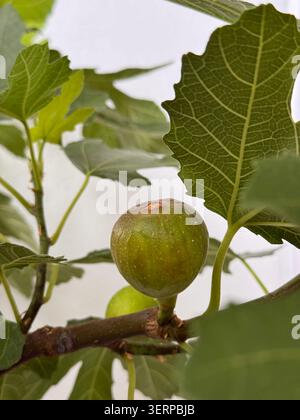 A young green fig ripening on the tree Stock Photo