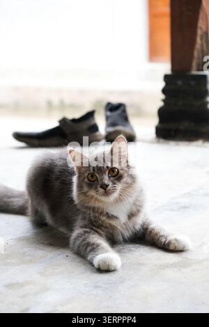 Close-up of an adorable fluffy grey cat with big amber eyes lying on the floor and looking directly at the camera Stock Photo