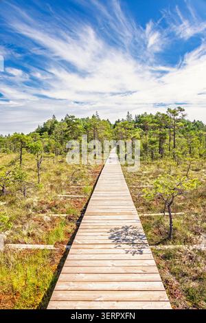 Wooden walking trail on a bogland with pine trees in a sunny summer day Stock Photo