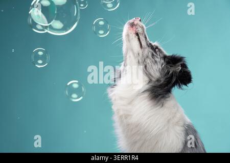 A border collie is interacting with multiple soap bubbles in mid-air, appearing excited. Stock Photo