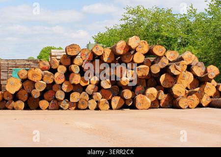 Stacked wooden logs with numbered markings lie piled in an outdoor lumber yard in Germany, surrounded by lush green trees under a bright blue sky with Stock Photo