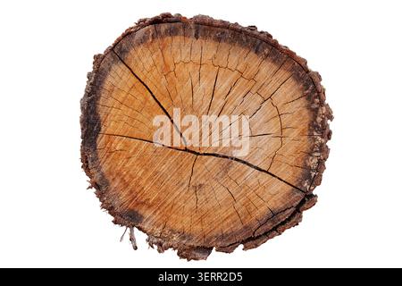 Natural rustic wood slice showing detailed annual growth rings, weathered texture, and prominent cracks in the timber, isolated on a white background. Stock Photo