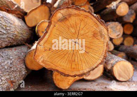 Freshly cut tree trunk cross section displays natural annual rings and cracks against a clean white background. Stock Photo