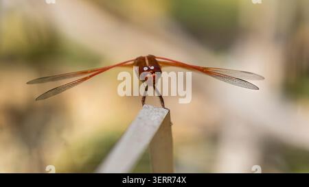 A dead-on, head-first portrait of a male flame skimmer showing off. Foothills Nature Preserve, Santa Clara County, California. Stock Photo