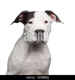 Portrait of American Staffordshire Terrier Puppy Looking in Camera Isolated on White Background, front view Stock Photo
