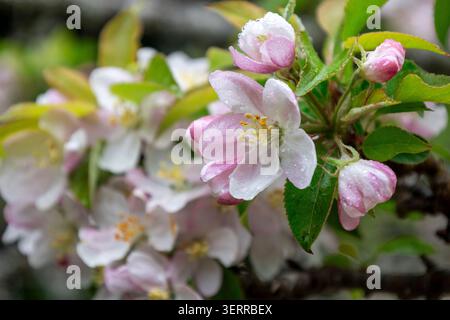Apple Blossoms with Pink and White Petals on Spring Branch Stock Photo
