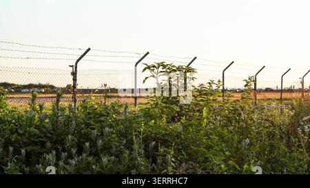 Green bushes and tall weeds in front of a metal wire fence at sunset Stock Photo