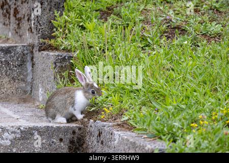 Young wild rabbit (bunny) sits on concrete steps and nibbles grass and yellow spring flowers, blending urban stone and green meadow textures into a ch Stock Photo