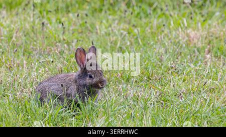 A small wild rabbit nestles in tall green grass, partially concealed by meadow plants. Soft fur and alert ears convey calm, springtime wildlife and pe Stock Photo