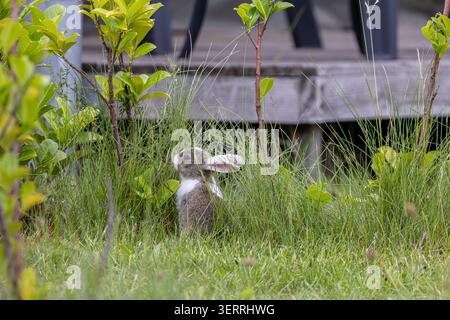 A small wild rabbit sits partially hidden in tall grass and low shrubs beside a weathered wooden deck, conveying quiet curiosity, backyard wildlife an Stock Photo