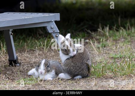 Two young rabbits groom and rest beside a metal folding step by a camper van on dry grass, conveying peaceful outdoor camping, gentle wildlife behavio Stock Photo