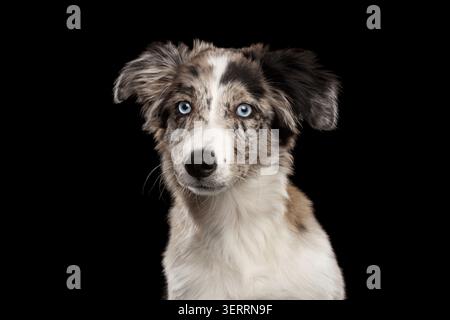 Portrait of Border collie Puppy with blue eyes looking at camera on Isolated Black Background Stock Photo