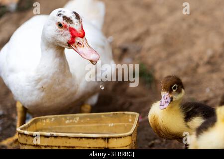 A white female Muscovy duck with bright red caruncles drops a bead of water from her beak while standing beside her small, fluffy yellow and brown duc Stock Photo
