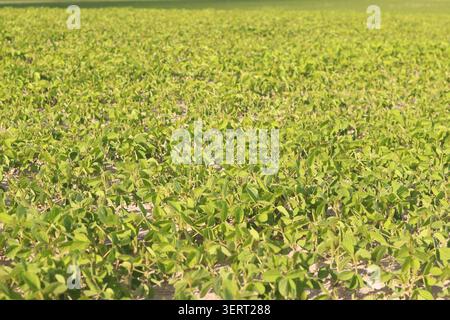 Ecological cultivation of soybeans in summer. Detailed plan of a green soybean plantation. Young shoots of agricultural crop. Young soybean crops on a Stock Photo