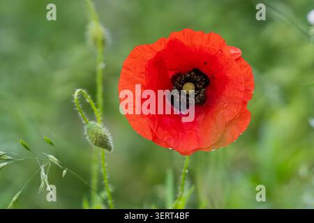 Common poppy (Papaver rhoeas) in full bloom after rain, its vivid red petals adorned with water droplets and contrasted by a soft green background. Stock Photo