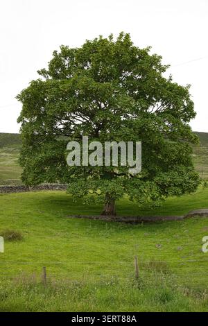 A grand, symmetrical sycamore tree standing in a vibrant green pasture framed by a wire fence and stone wall near Dovestone Reservoir, UK. Stock Photo