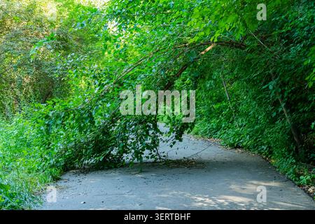 Large fallen tree blocking a narrow road surrounded by dense green vegetation. Natural obstacle on a forest pathway, transportation disruption and sto Stock Photo