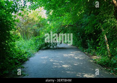 Large fallen tree blocking a narrow road surrounded by dense green vegetation. Natural obstacle on a forest pathway, transportation disruption and sto Stock Photo