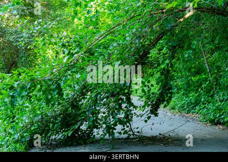 Large fallen tree blocking a narrow road surrounded by dense green vegetation. Natural obstacle on a forest pathway, transportation disruption and sto Stock Photo