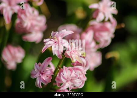 A close-up shot of blooming pink hyacinth flowers with delicate petals clustered tightly together against a soft, blurred green backdrop. Stock Photo