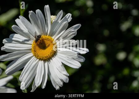 Close-up of a fly resting on a white daisy flower with a bright yellow center against a dark green blurred background. Stock Photo