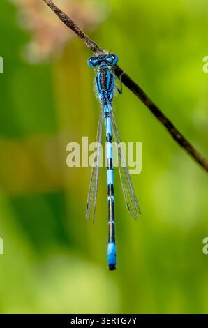 Common blue damselfly (Enallagma cyathigerum) perched on a thin plant stem Stock Photo