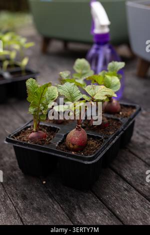 Black six-cell seed tray holding three red radish bulbs in potting soil on wooden table Stock Photo