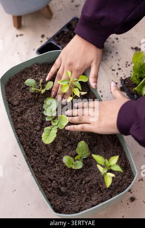 Adult female in purple sweater planting seedlings in planter beside black seedling tray on balcony Stock Photo
