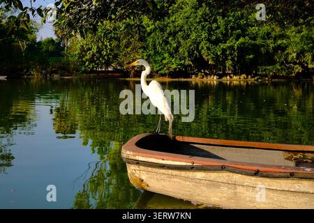 White Heron Standing on Boat in Chapultepec Lake (Mexico City, Mexico) Stock Photo