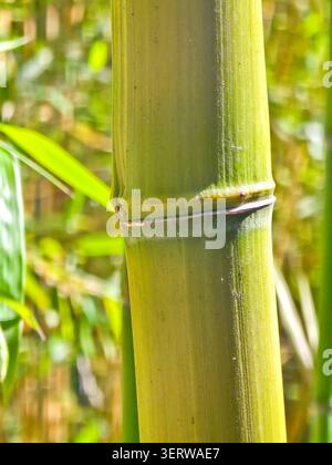 Close Up of Green Bamboo Stalk with Natural Blurred Background Stock Photo