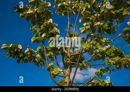 Green hazel tree branches with leaves against vivid blue sky, young hazelnut tree top in summer sunshine, low angle view of nature and ecology backgro Stock Photo