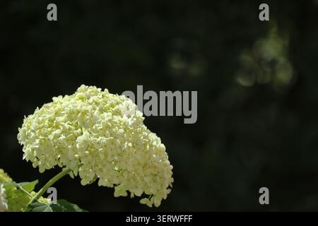 Close up of fresh white annabelle hydrangea bush in full bloom. Beautiful hydrangeas arborescens with soft green bokeh background. Stock Photo