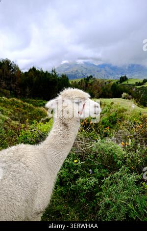 White Llama Portrait in Andean Highlands (Quilotoa, Ecuador) Stock Photo