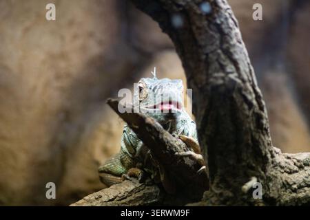 A green iguana perched on a branch in its enclosure. Stock Photo