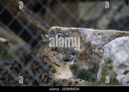 A snow leopard resting in its enclosure, looking calm and relaxed. Stock Photo