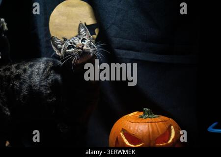 A spooky Halloween scene with a tabby cat looking up at a glowing jack-o'-lantern, set against a dark background with a full moon. Stock Photo