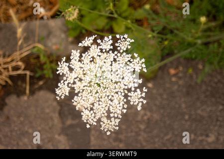 This is a close-up of a white flower with many tiny petals clustered together, growing near some green leaves and dry grass. It looks like a type of w Stock Photo