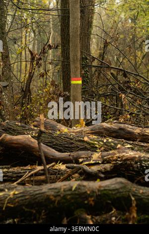 A forest trail marker on a tree trunk, surrounded by fallen logs and autumn foliage. Stock Photo
