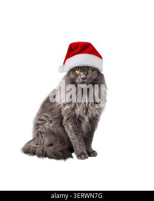 Portrait of gray cat in Santa hat isolated cutout on white Stock Photo