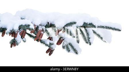 Blue spruce branch with cones and snow in winter isolated cutout on white background Stock Photo