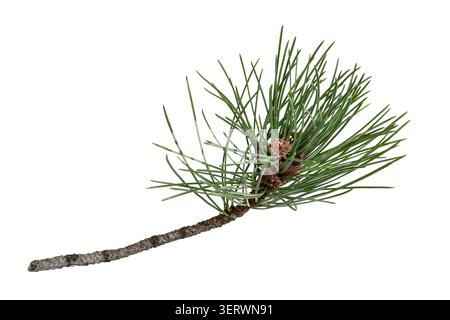 Tree branch with long pine needles isolated cutout on white background Stock Photo